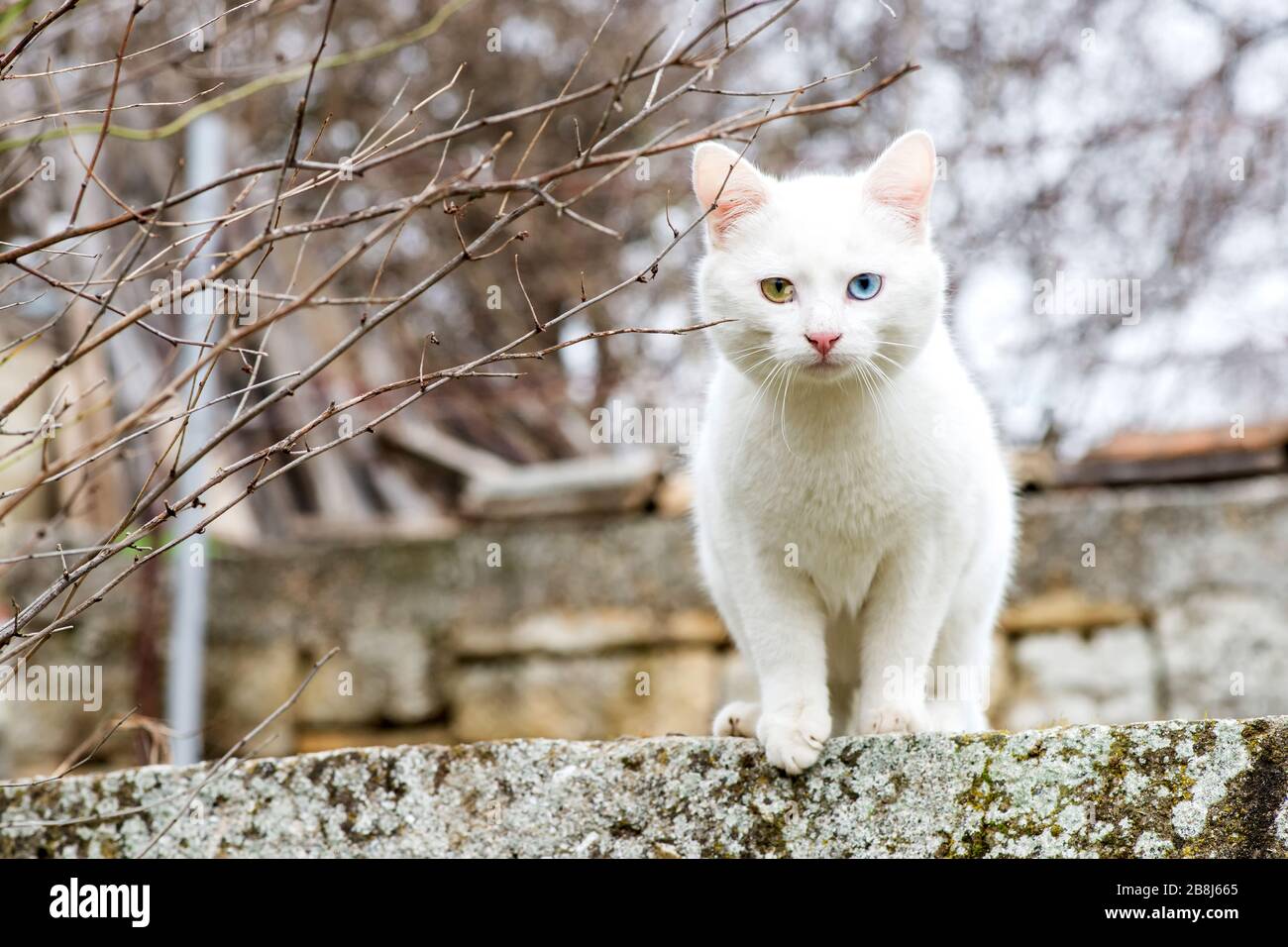 Weiße Katze mit verschiedenfarbigen Augen - selektive Farbe, Kopierbereich Stockfoto