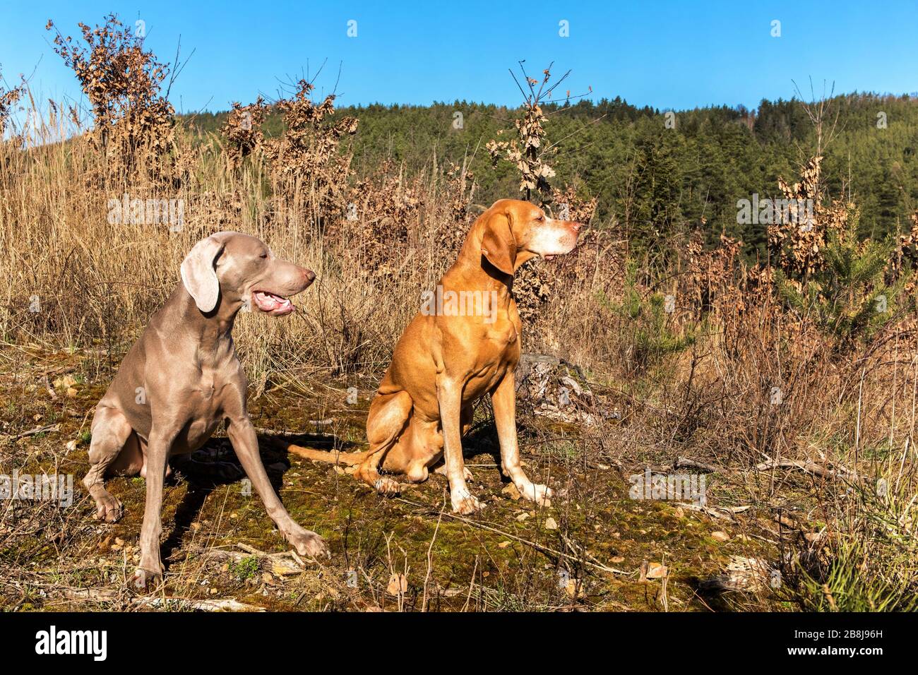 Weimaraner und ungarischer Zeiger (Vizsla) im Wald. Ausbildung von Jagdhunden. Frühlingswanderung in der Natur. Morgensonne. Stockfoto