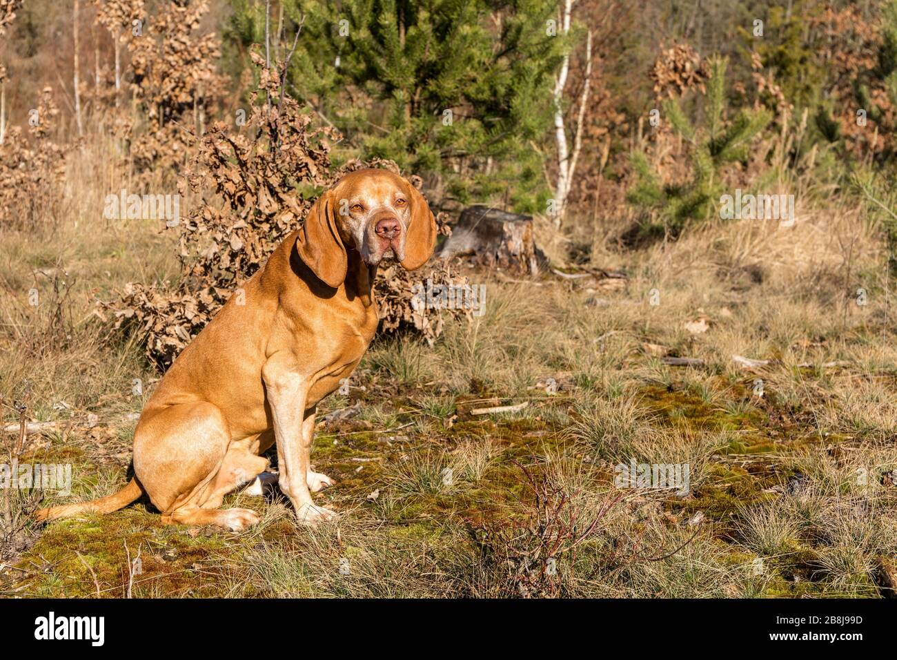 Ungarischer Zeiger (Vizsla) im Wald. Ausbildung von Jagdhunden. Frühlingswanderung in der Natur. Morgensonne. Alter Jagdhund auf einem Spaziergang. Stockfoto