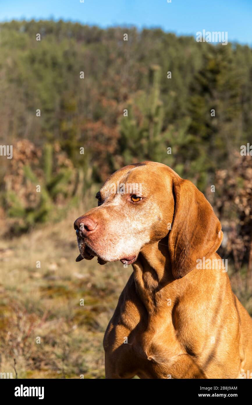 Ungarischer Zeiger (Vizsla) im Wald. Ausbildung von Jagdhunden. Frühlingswanderung in der Natur. Morgensonne. Alter Jagdhund auf einem Spaziergang. Stockfoto