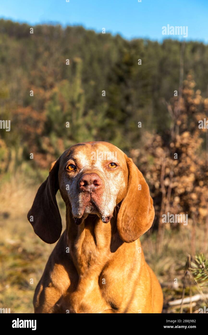 Ungarischer Zeiger (Vizsla) im Wald. Ausbildung von Jagdhunden. Frühlingswanderung in der Natur. Morgensonne. Alter Jagdhund auf einem Spaziergang. Stockfoto