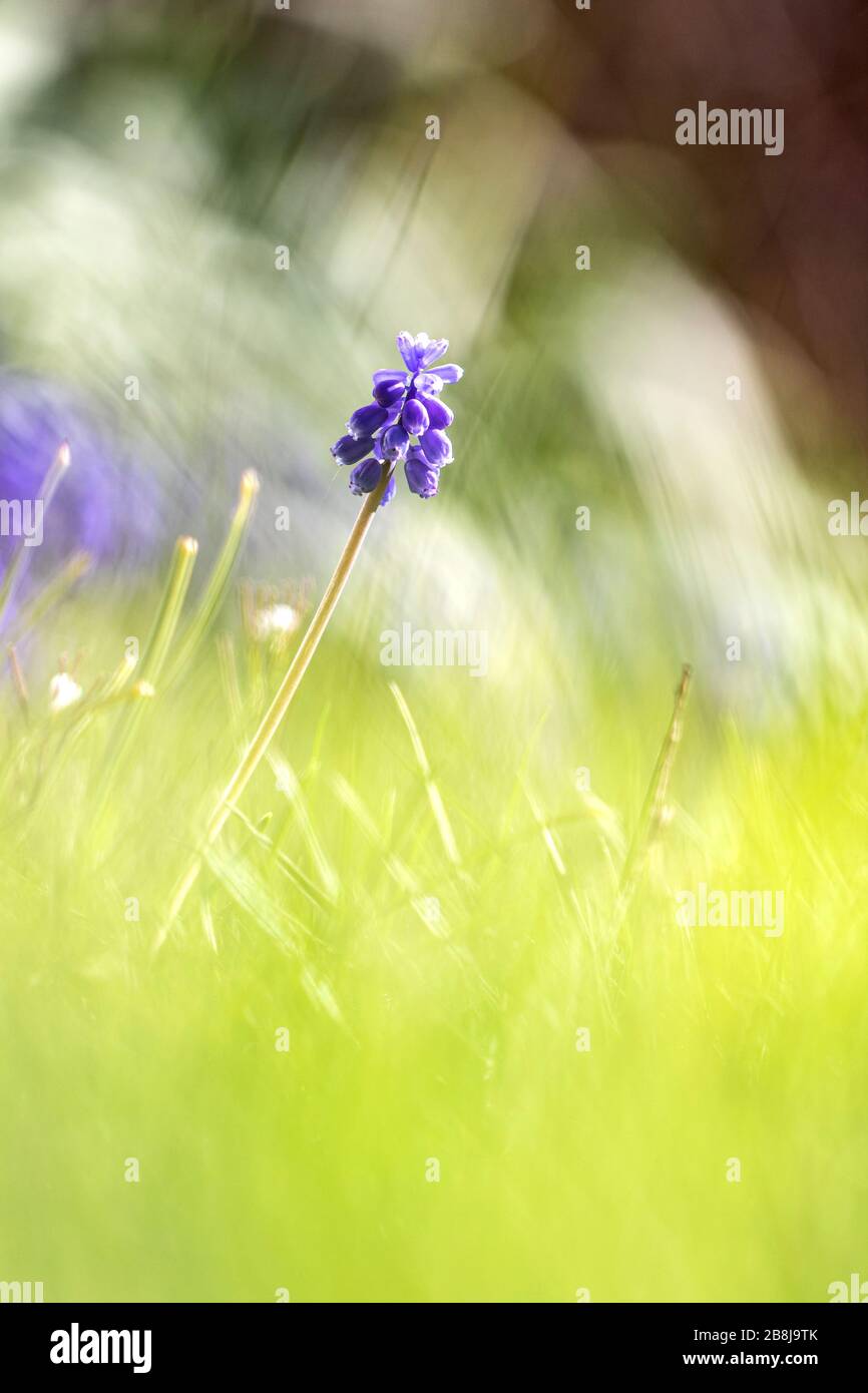 Ein szenisches Porträt einer blauen Traubenhyazinthe, die auf dem Rasen eines Gartens steht, mit großer Schärfentiefe. Die Blüte wird auch als t bezeichnet Stockfoto