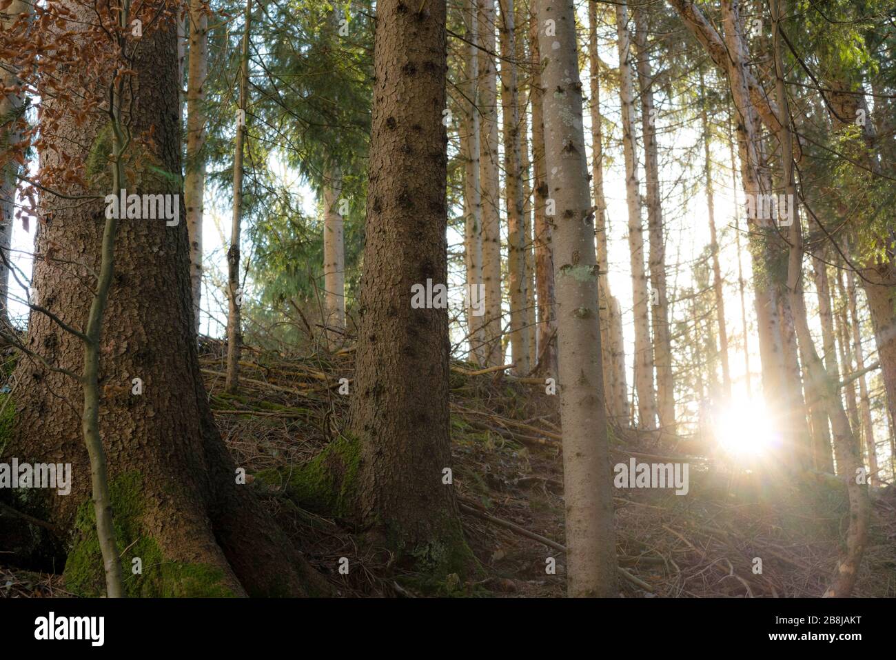 Mystischer grüner Wald, der in der Vormittagzeit in Vorarlberg, Österreich, von Sonnenstrahlen beleuchtet wird, die durch die Bäume kommen Stockfoto