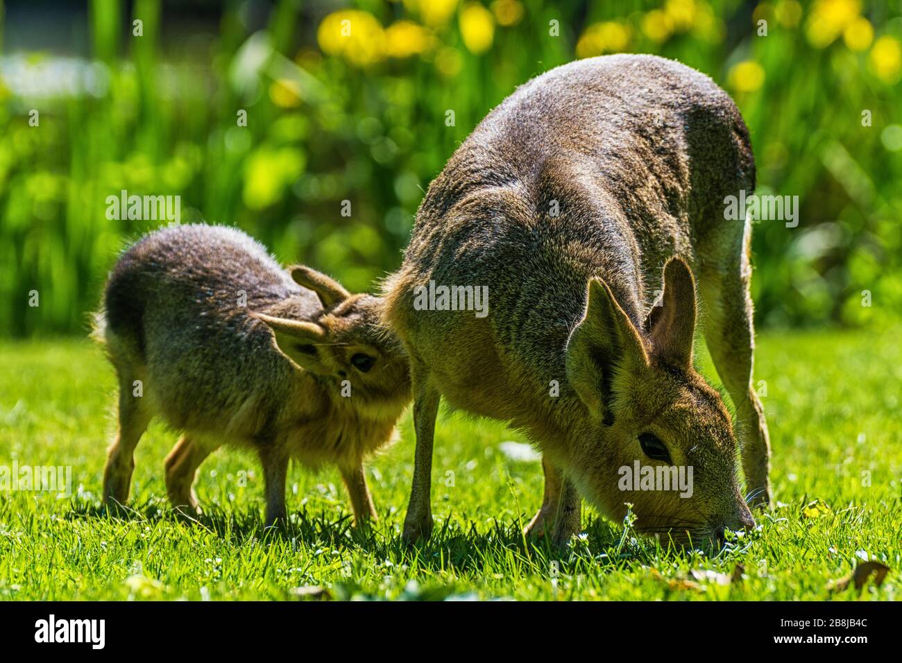 Pampas brötchen mit Baby auf einer Wiese Stockfoto