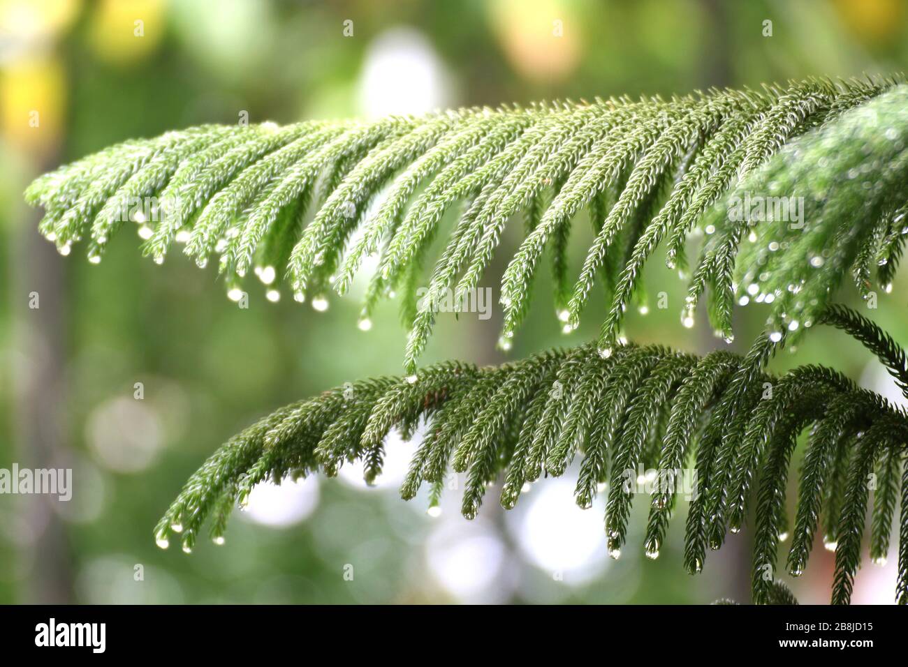 Norfolkinsel Kiefer, Natur frisch Grün Blätter Norfolk Insel Kiefer mit Tropfen Wasser frisch (selektiver Fokus) Stockfoto