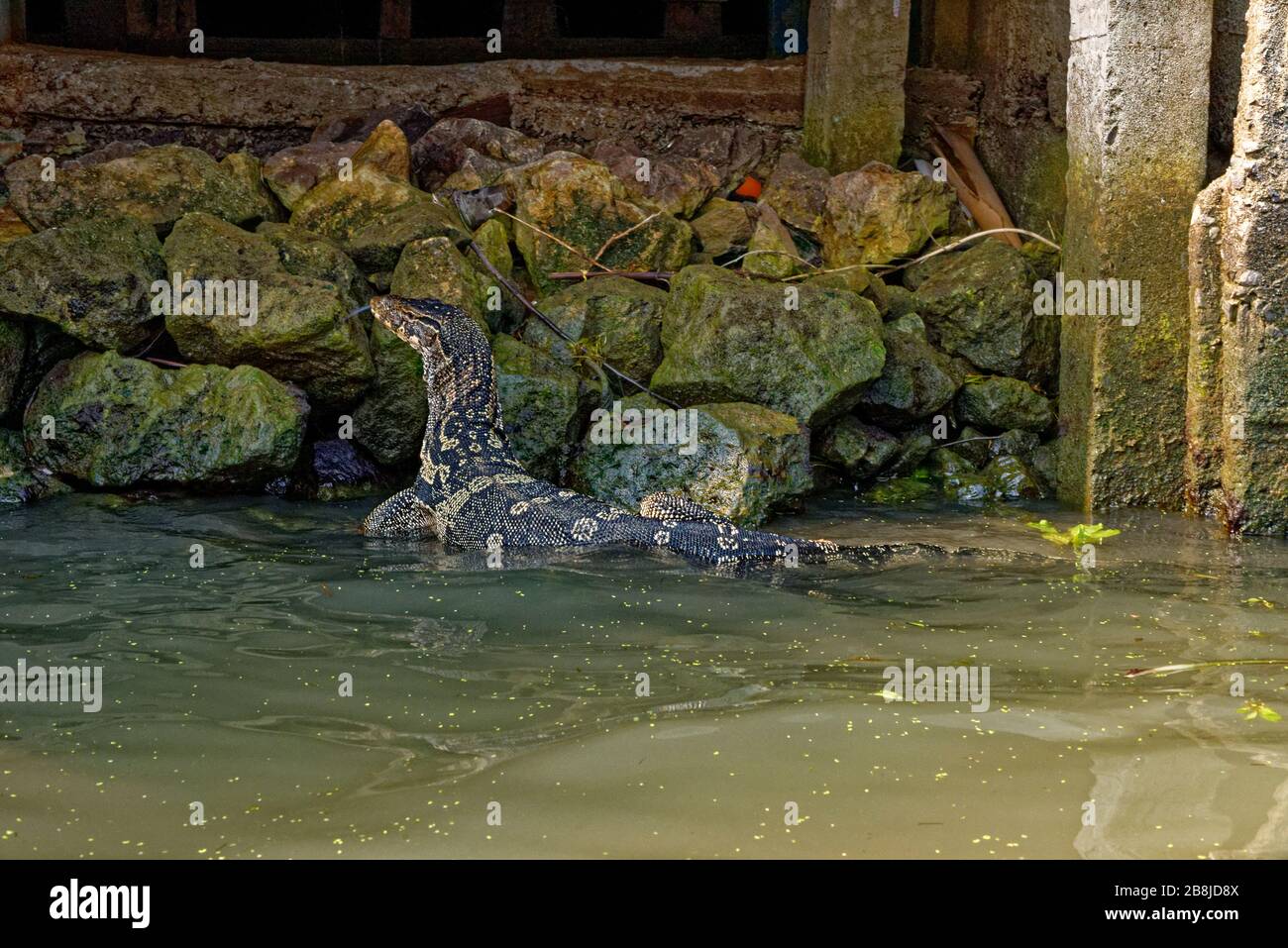Wasser-Monitor (Varanus Salvator), manchmal auch als irrtümlich Komodo Drachen Stockfoto