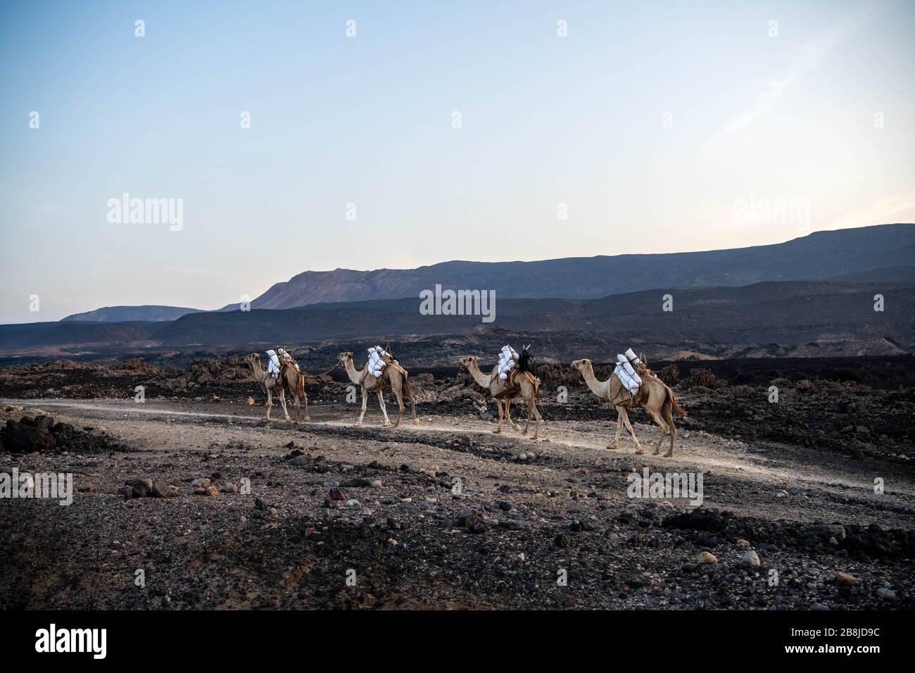 Afrika, Dschibuti, Assalsee. Eine traditionelle Kamelkarawane verlässt den Assalsee voll mit Salz Stockfoto