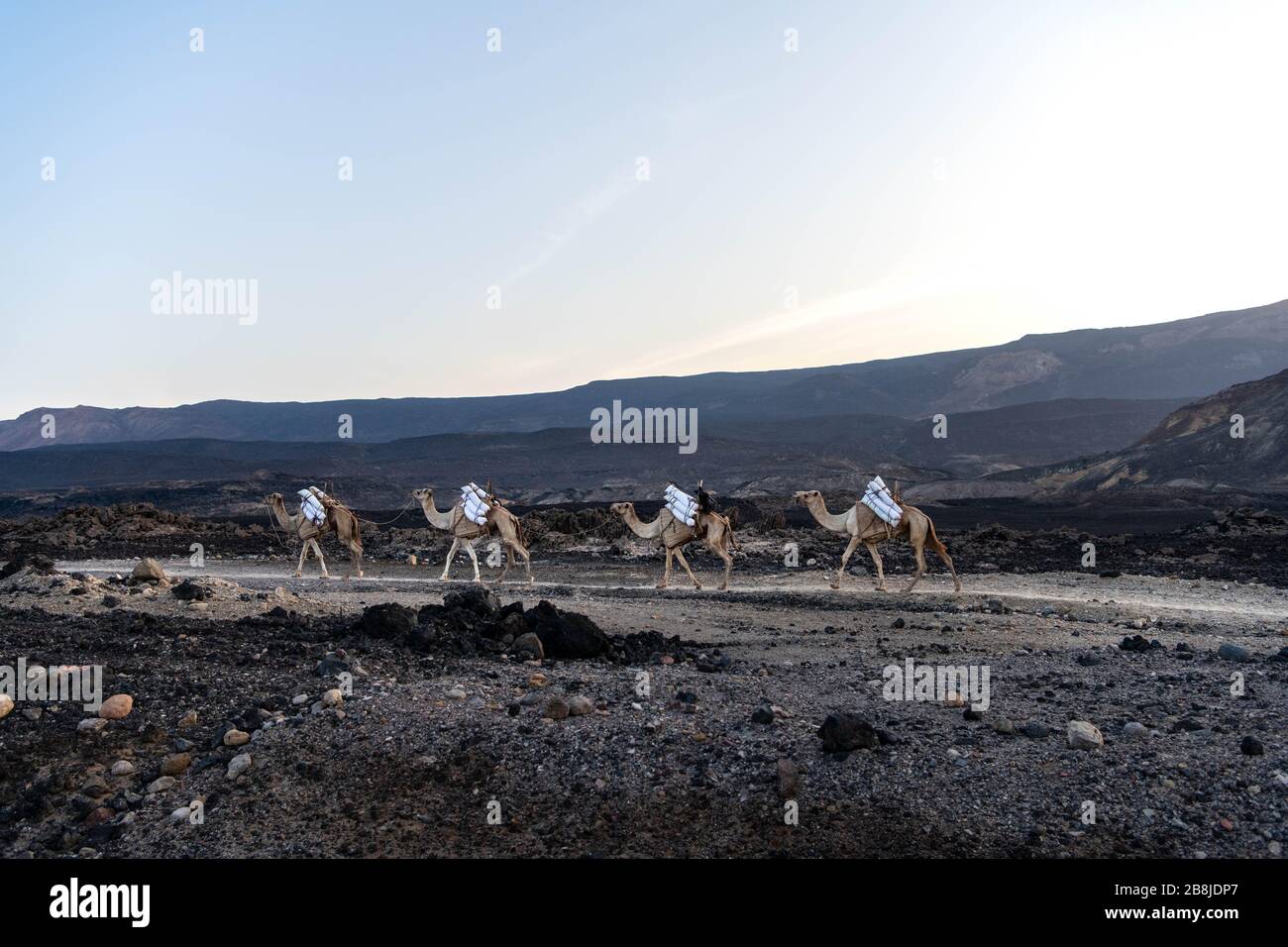 Afrika, Dschibuti, Assalsee. Eine traditionelle Kamelkarawane verlässt den Assalsee voll mit Salz Stockfoto