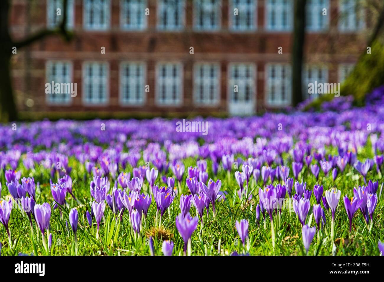 Crocus blüht in Husum vor dem Schloss Stockfoto