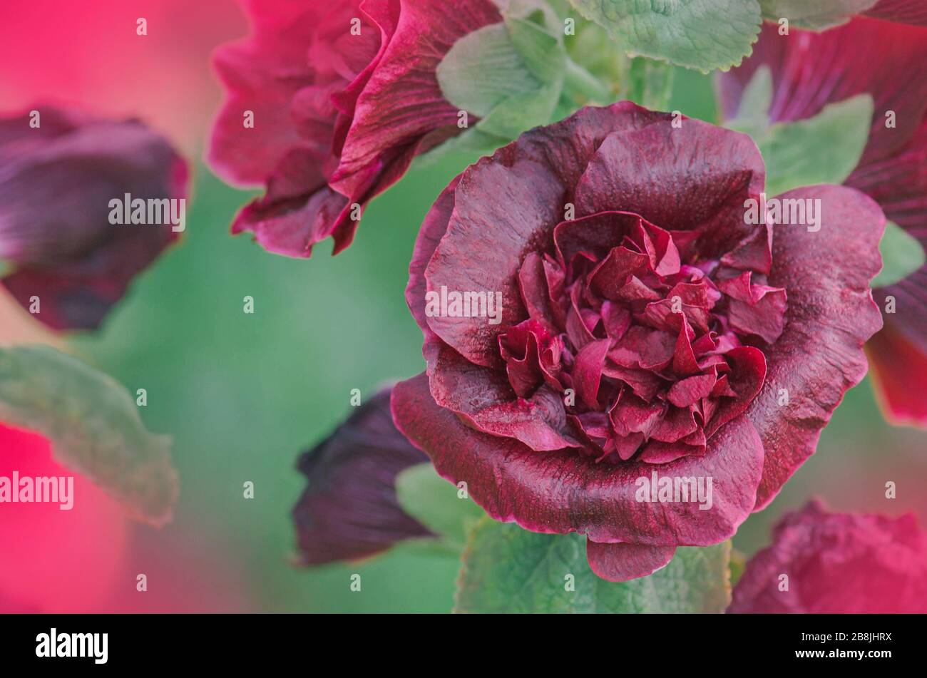 Rote Terry Hollyhock blüht. Terry mallow im Garten. Terry Red Mallow wächst. Stockfoto