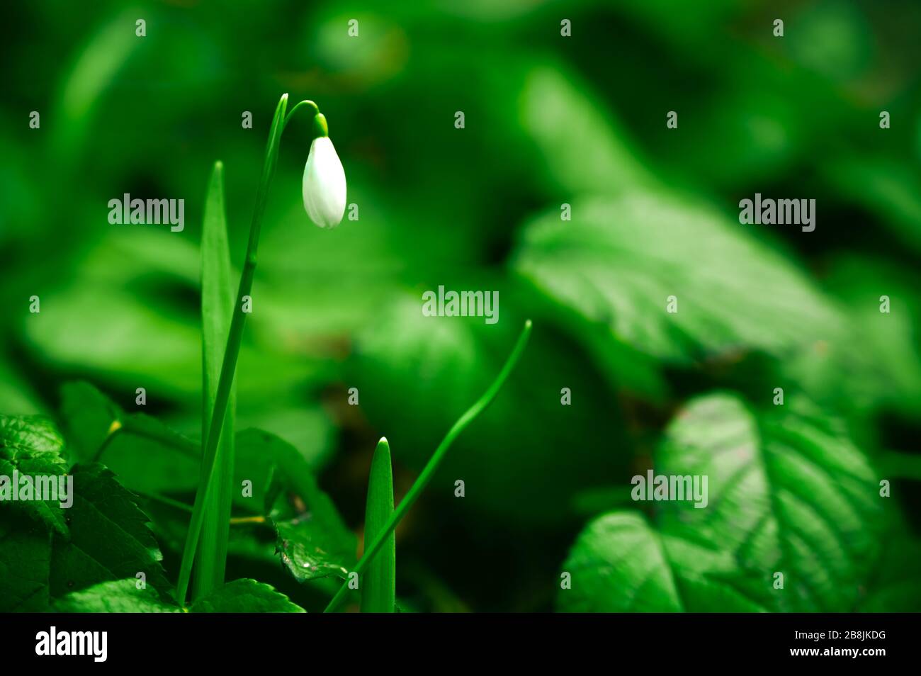 Im Wald wachsen wunderschöne weiße Schneeflümchen Stockfoto