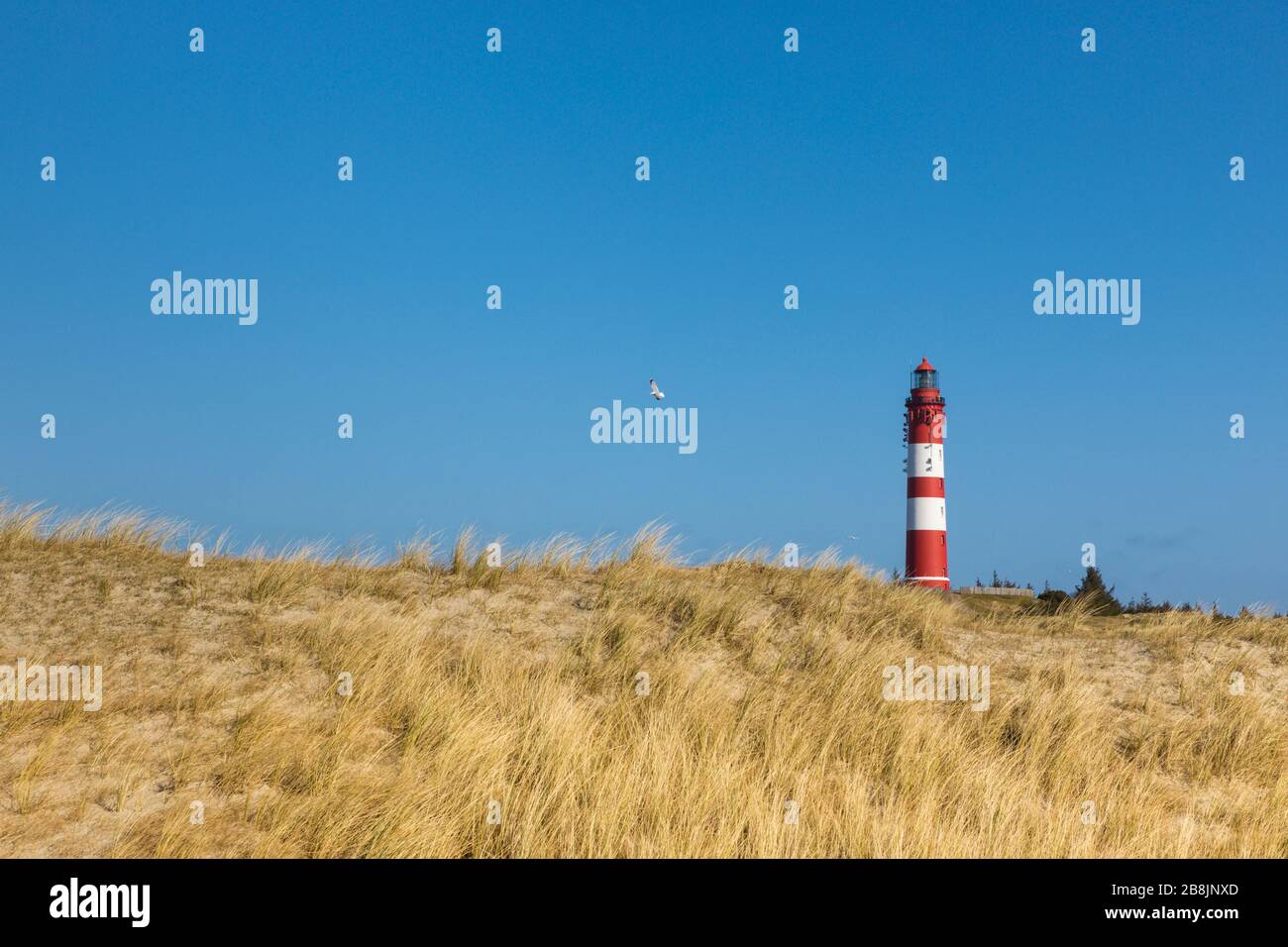 Leuchtturm von Amrum, Blick von den Dünen im Vordergrund, Möwen fliegen in blauem Himmel Stockfoto
