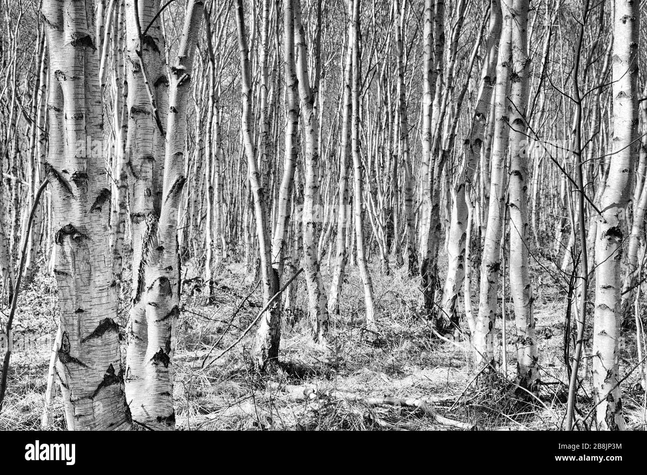 Birkenwald an der Nordseeküste, Schwarz-Weiß-Verarbeitung Stockfoto