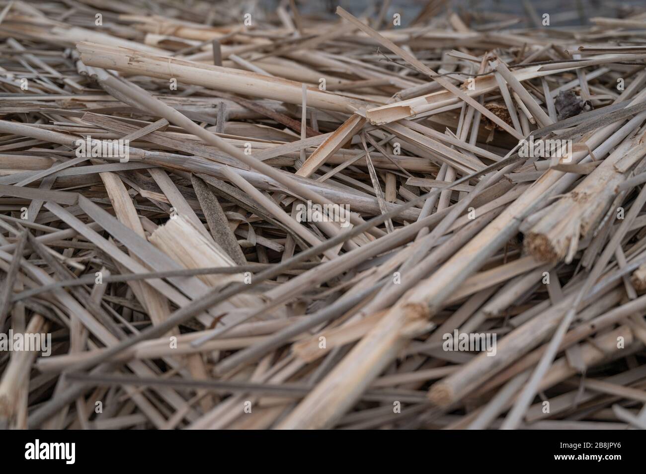 Unschmiedegetrocknetes Schilf auf dem Hintergrund des Seeufers. Stockfoto