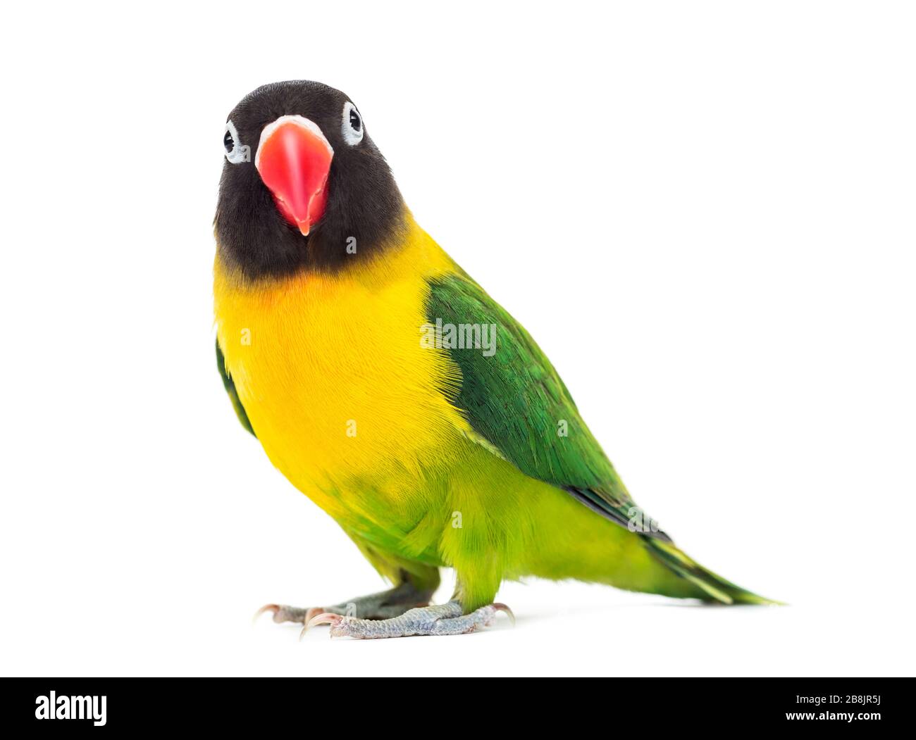 Gelb-Kragen Lovebird beobachtet die Kamera, isoliert auf weiss Stockfoto