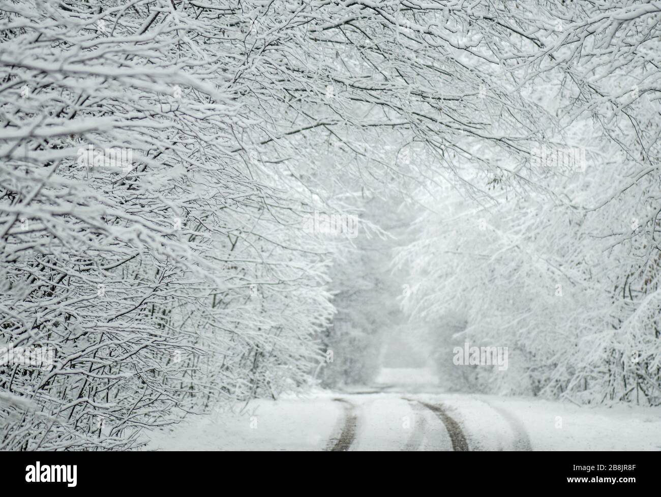 Park im Winter. Gefrorene Tannen. Winterlandschaft. Gefrorenen garten bäume Stockfoto