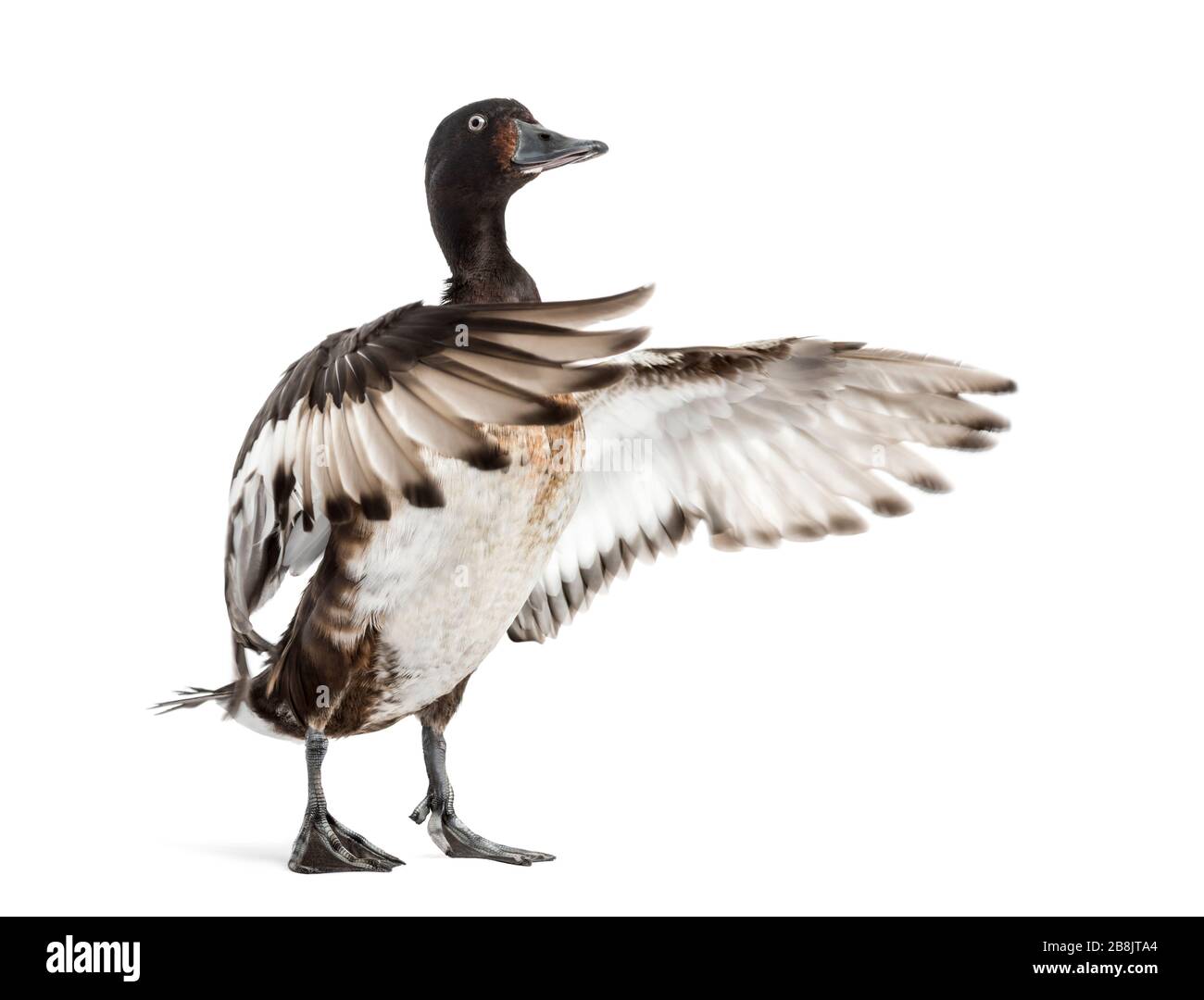 Baers Obstgarten, der seine Flügel ausbreitete, Duck, Vogel, isoliert auf Weiß Stockfoto