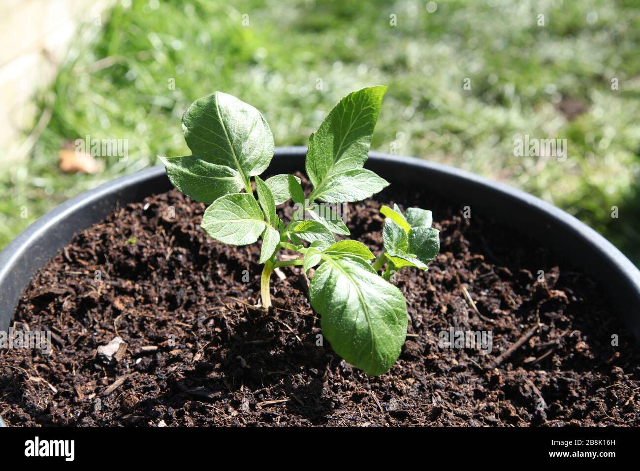 Gemüse wird im britischen Garten angebaut, Kartoffeln "Solanum tuberosum" Pflanzen sprießen im Frühjahr 2020 aus Eimern Stockfoto