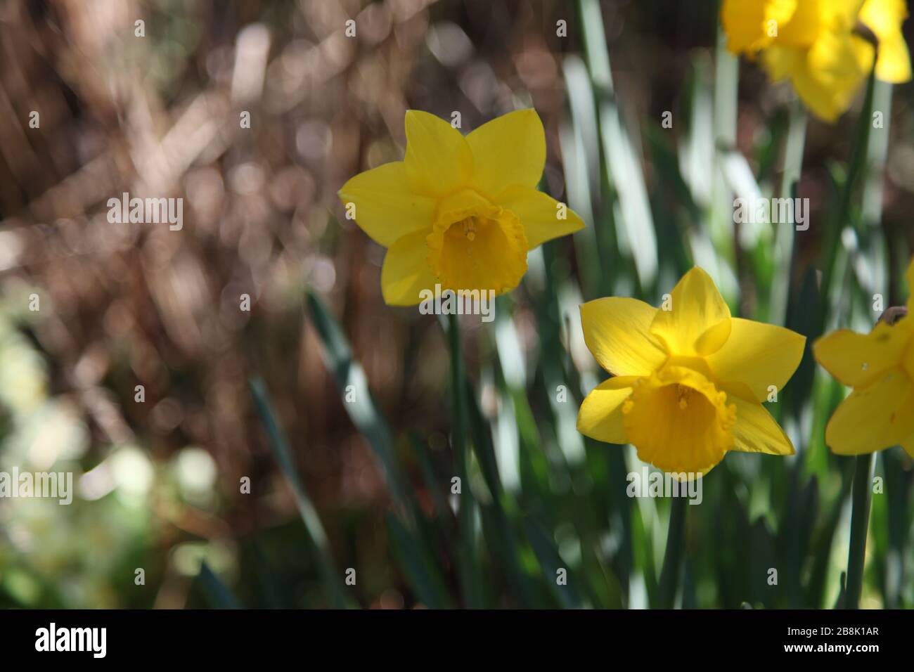 Britische Gartendaffoils im Frühjahr 2020 schließen sich mit Bokeh ab Stockfoto