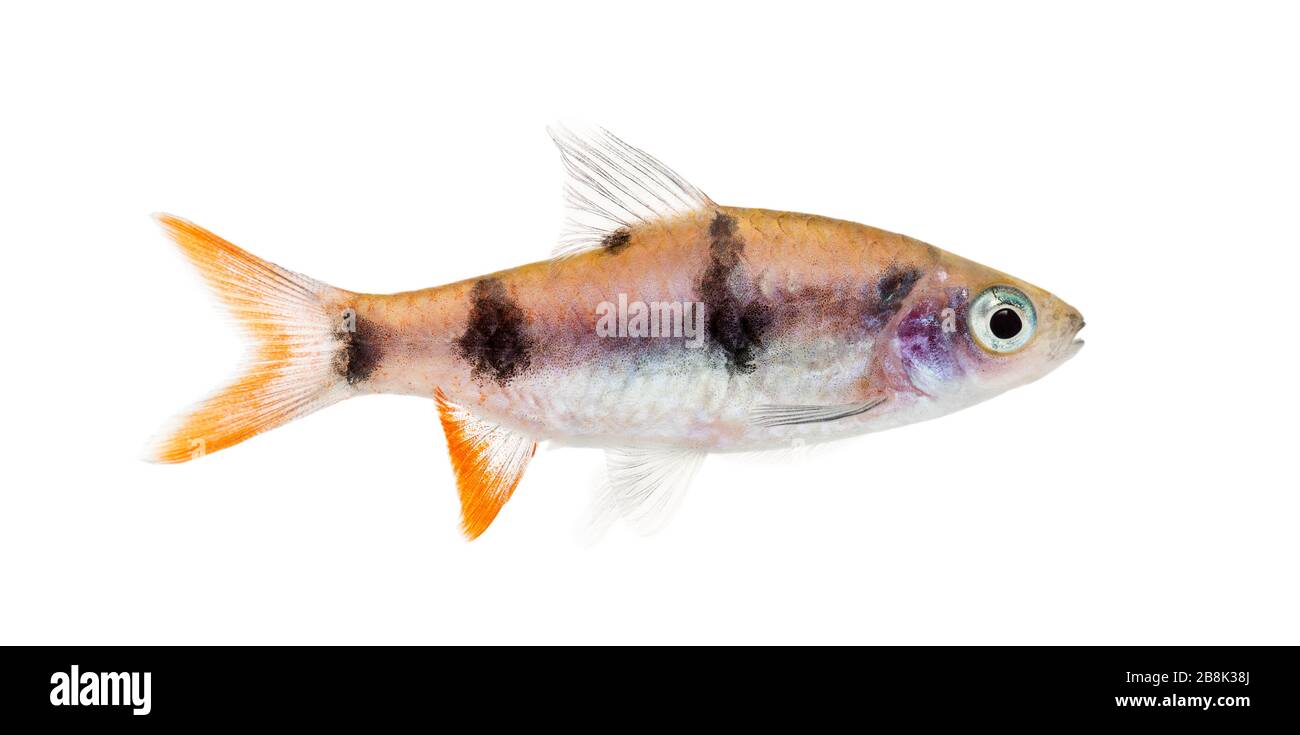 Seitenansicht einer Dawkinsia tambraparniei, Fisch, isoliert auf Weiß Stockfoto