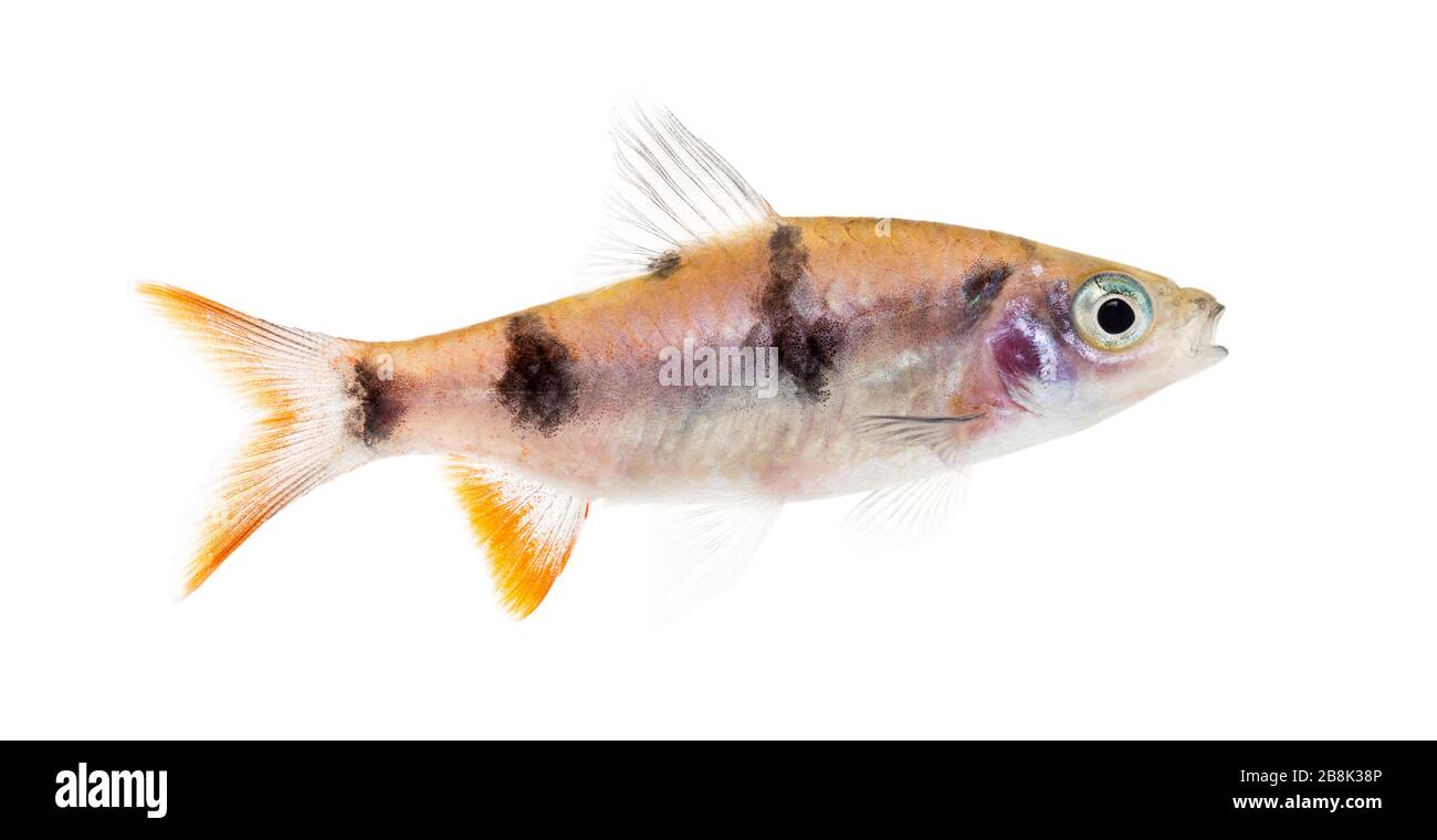 Seitenansicht einer Dawkinsia tambraparniei, Fisch, isoliert auf Weiß Stockfoto