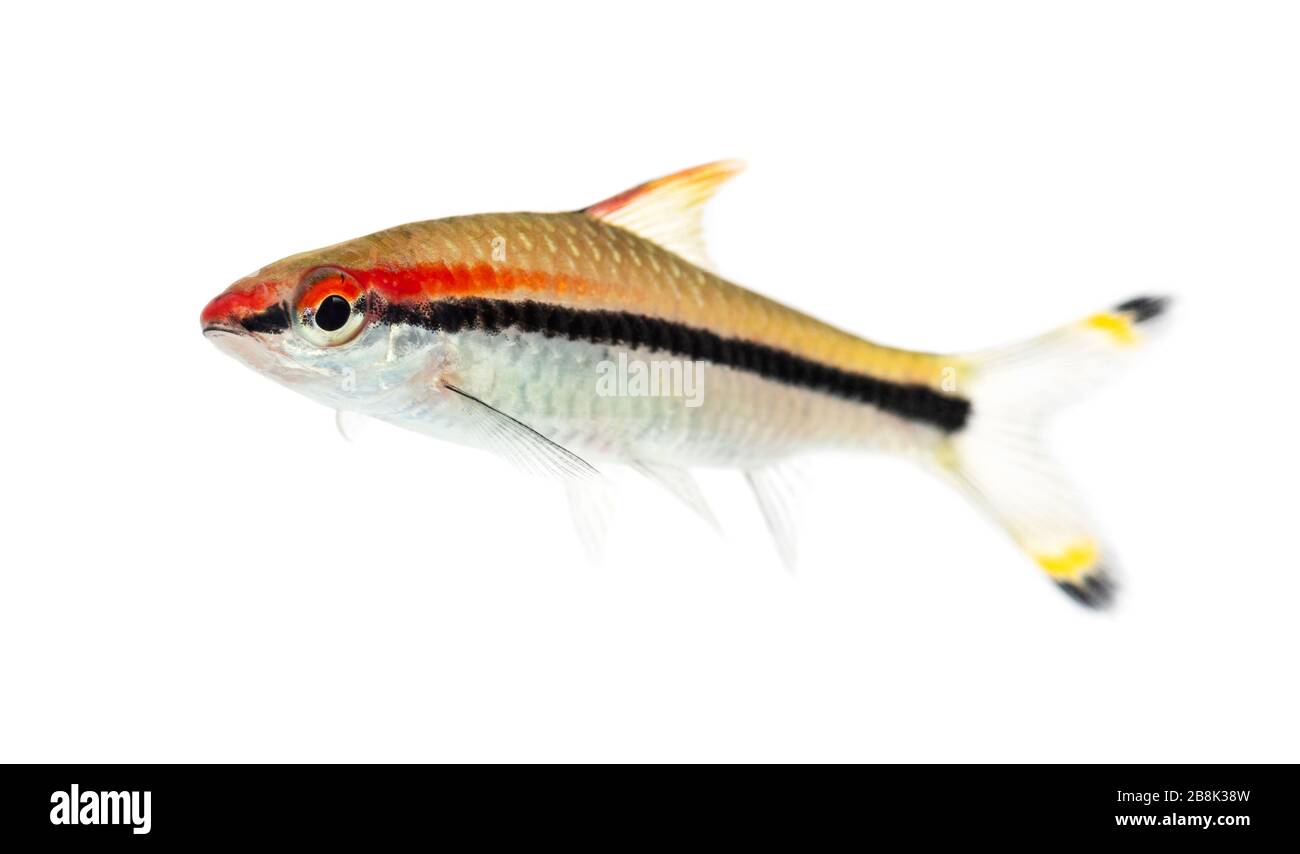 Seitenwie eines Denison Barbs, Fisch, Sahyadria denisonii, isoliert auf Weiß Stockfoto