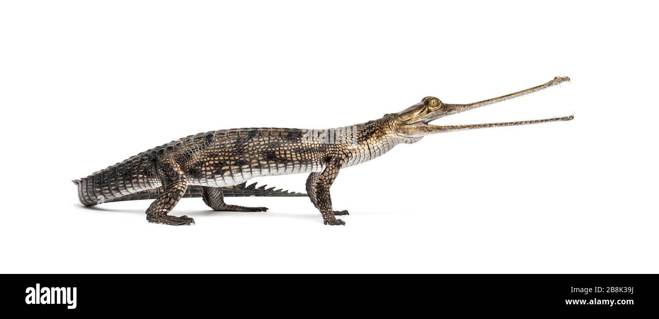 Jungfischfresser Krokodil, Gavial, Gavialis gangeticus, isoliert auf Weiß Stockfoto