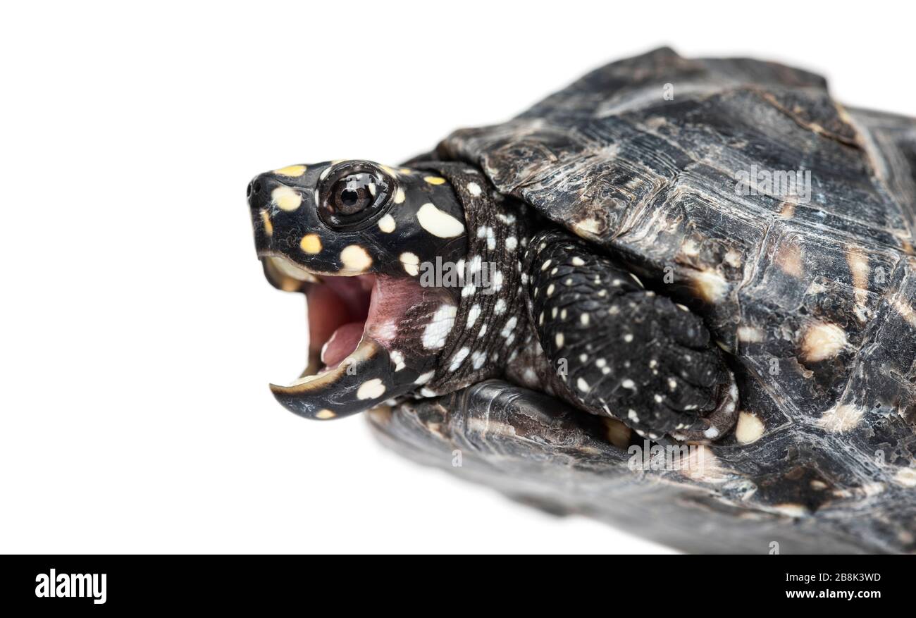 Nahaufnahme eines schwarzen Teichschildkrötenhümmeldes, Geoclemys hamiltonii, isoliert Stockfoto