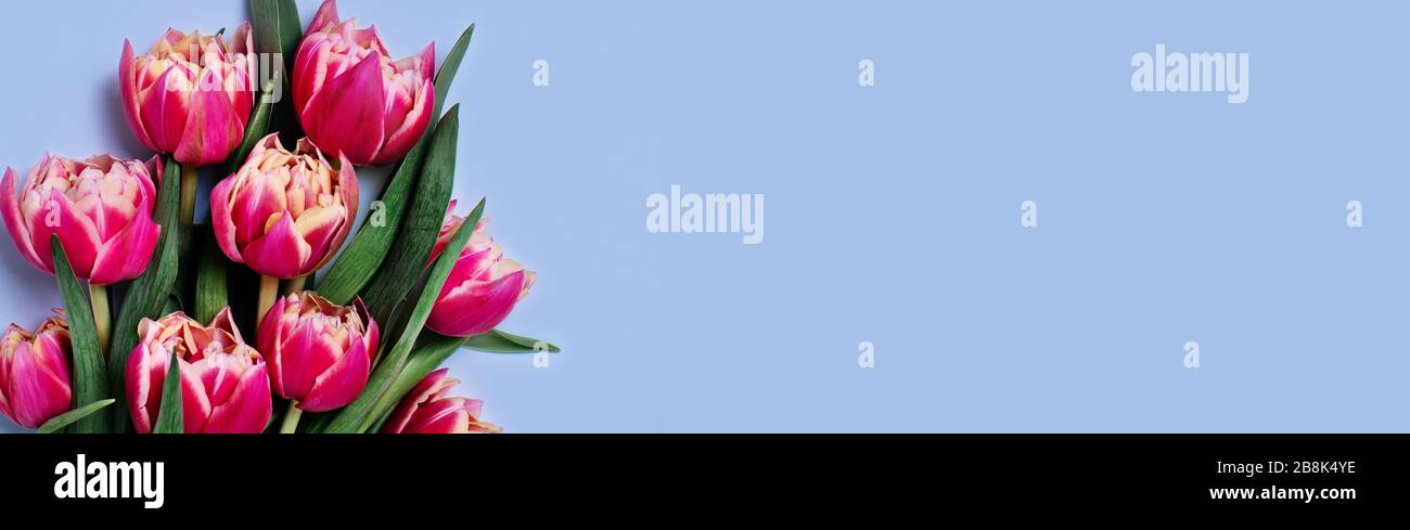 Grußkarte mit Blumenstrauß aus Tulpen auf blauem Hintergrund und Platz für Ihren Text. Vertikales Bild. Stockfoto