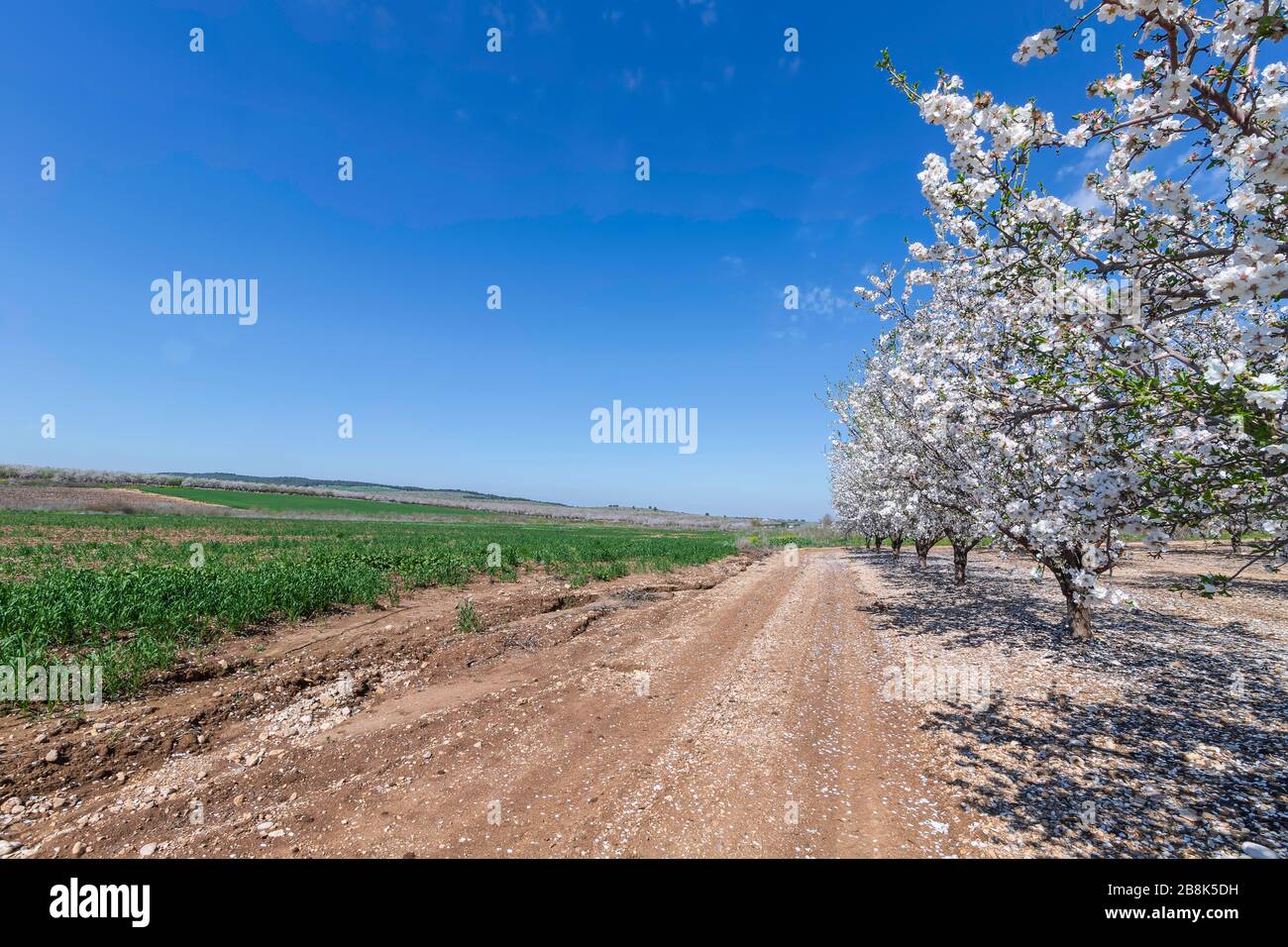 Landstraße, eine Reihe von Mandelblüten in Obstgarten und grüne Agrarfelder gegen einen blauen Himmel. Israel Stockfoto