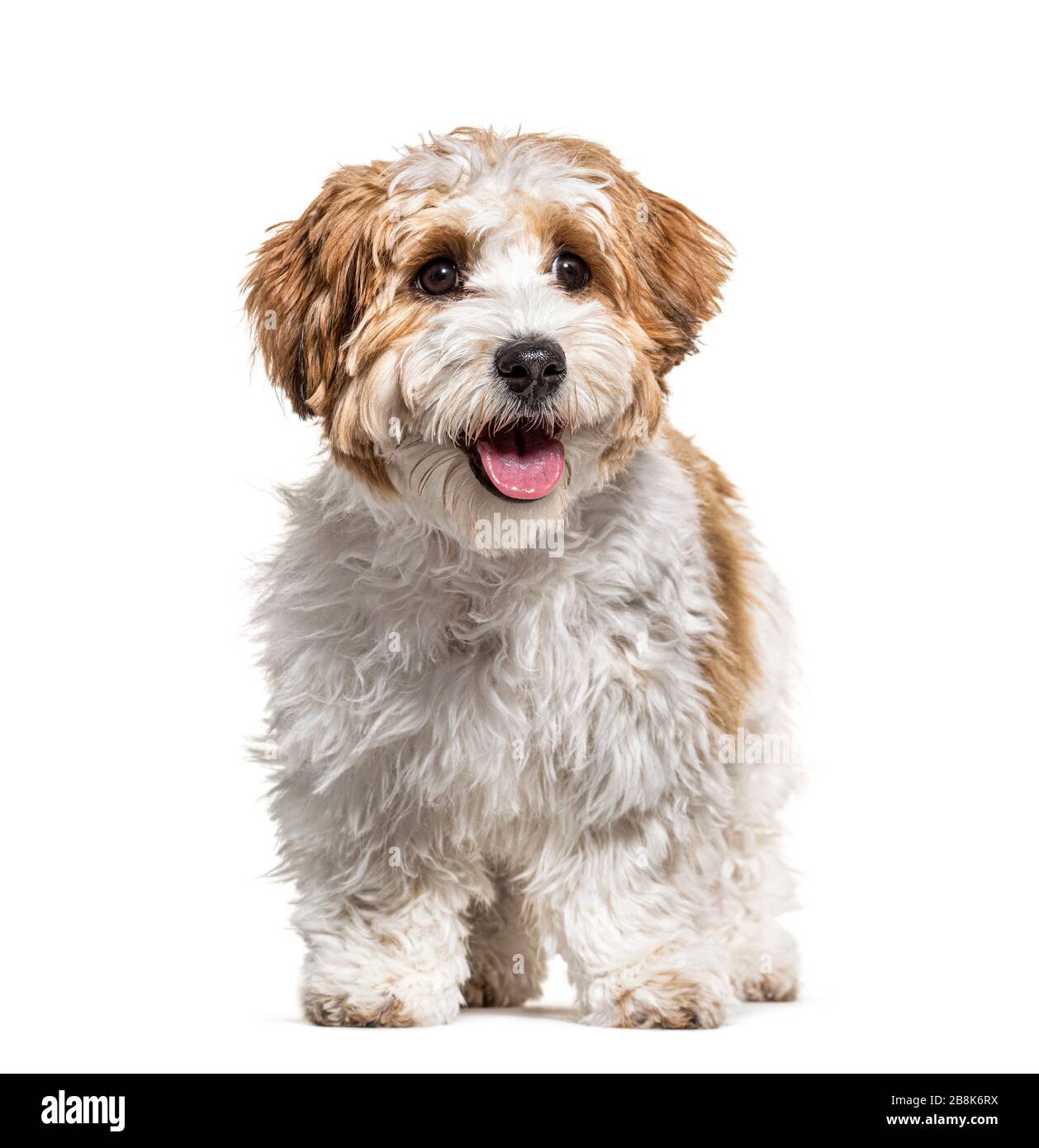 Panting Puppy Havanese Hund, 5 Monate alt, isoliert auf weiß Stockfoto