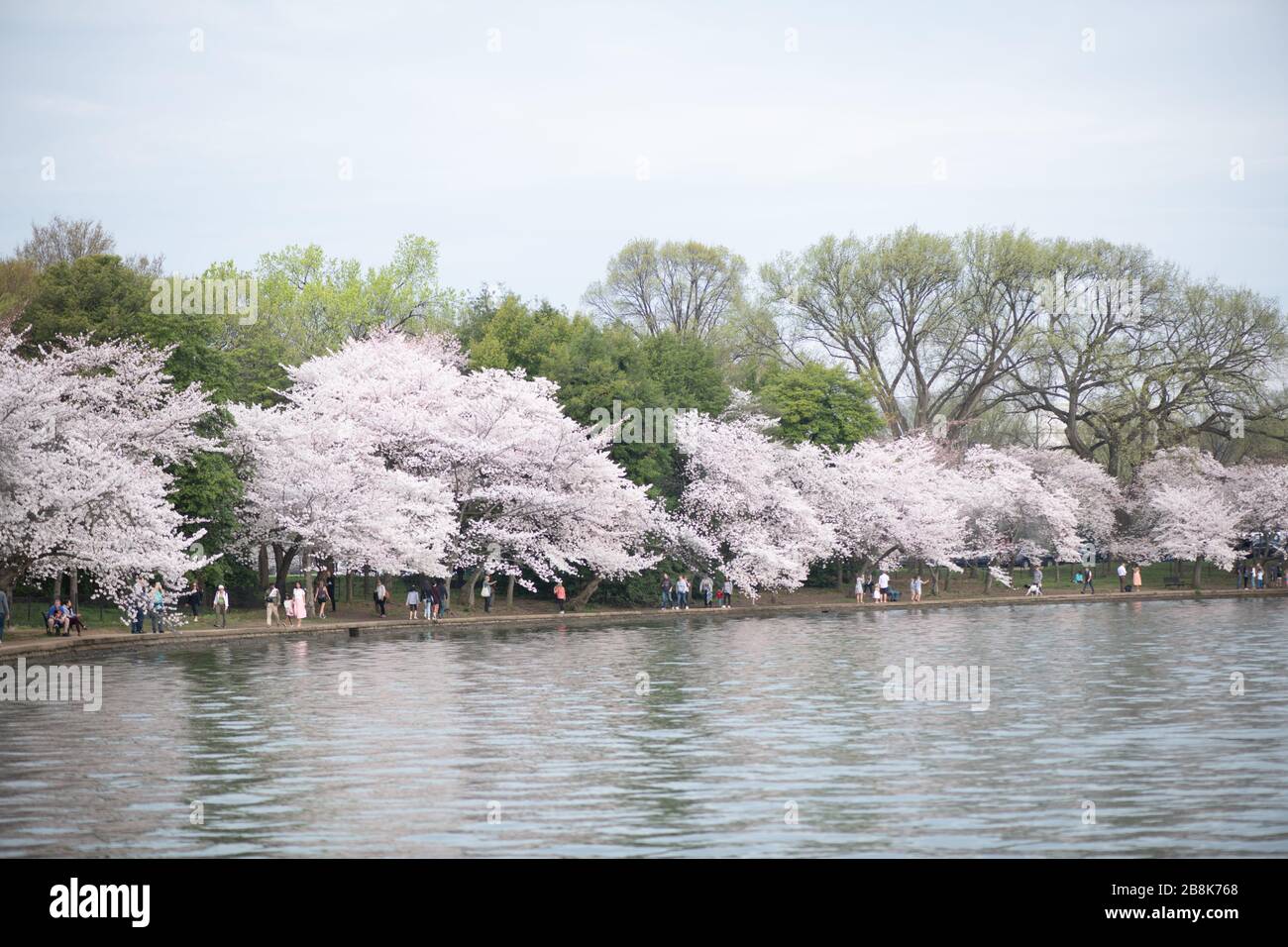 Kirschblüten am Tidal Basin in Washington DC | WASHINGTON — Kirschbäume blühen entlang des Tidal Basin in Washington, D.C., unter einem blassen Frühlingshimmel, während vereinzelte Besucher den Uferweg während einer Saison mit reduzierter Besucherzahl inmitten der COVID-19-Pandemie entlangwandern. Die Bäume sind Nachkommen eines Geschenks aus Tokio aus dem Jahr 1912, das jährlich das National Cherry Blossom Festival verankert. Stockfoto