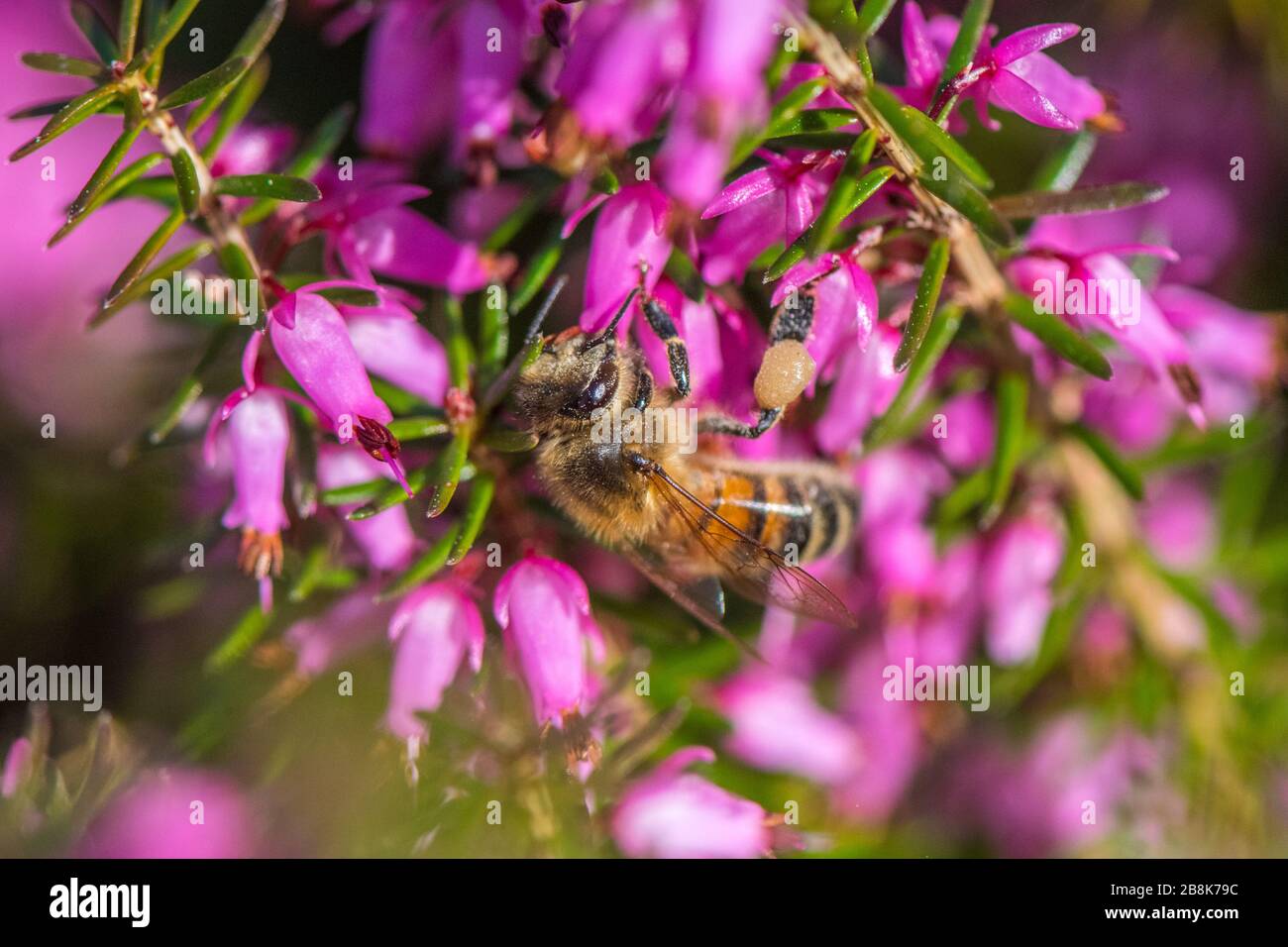 Mansfield, Nottinghamshire, Großbritannien. März 2020. Honigbiene, die an einem warmen Frühlingnachmittag Nektar aus kultivierten Heideblüten sammelt. Die Honigbiene trägt auch Pollen auf ihren Hinterbeinen, um den Bienenstock zurückzunehmen. Credit: Alan Beastall/Alamy Live News. Stockfoto
