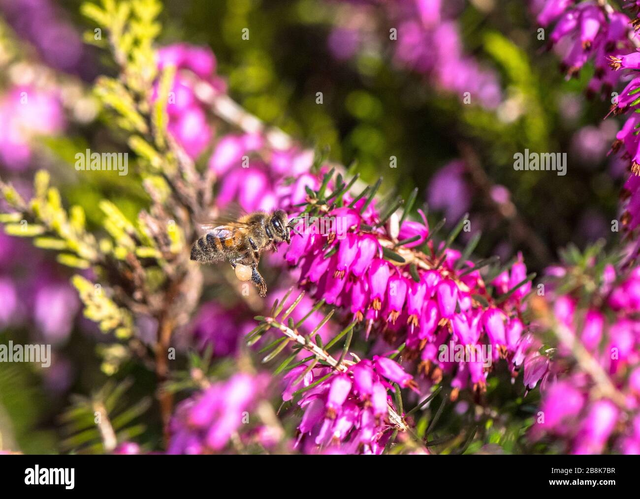 Mansfield, Nottinghamshire, Großbritannien. März 2020. Honigbiene, die an einem warmen Frühlingnachmittag Nektar aus kultivierten Heideblüten sammelt. Die Honigbiene trägt auch Pollen auf ihren Hinterbeinen, um den Bienenstock zurückzunehmen. Credit: Alan Beastall/Alamy Live News. Stockfoto