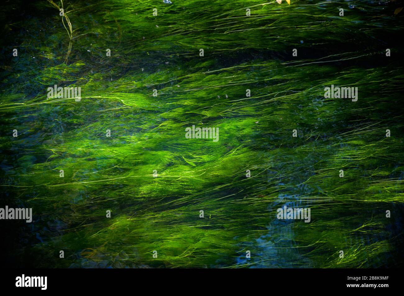 Grüne Aqua-Wassertextur für Papierhintergründe Stockfoto
