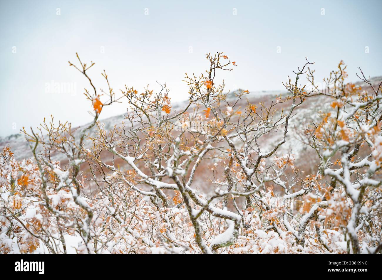 Äste mit Schnee auf einem Berg Stockfoto