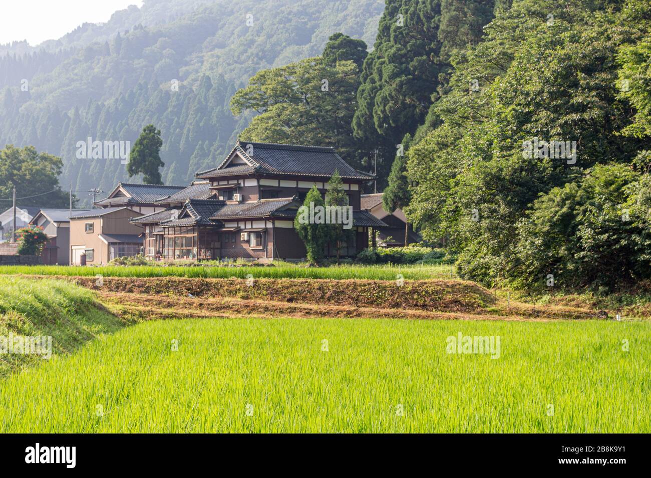 Sommerblick auf das Reisfeld, bereit für die Ernte. Präfektur Fukui. Japan. Stockfoto