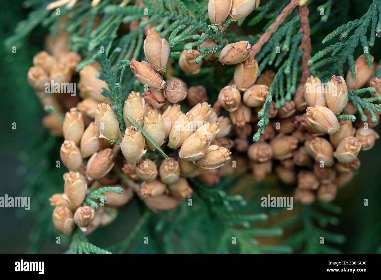 Braune Knospen mit Samen an sten von Thuja occidentalis schlieen sich an.  Nrdliche Weizeder; stliche Arborvitae; Baum des Lebens Stockfotografie -  Alamy