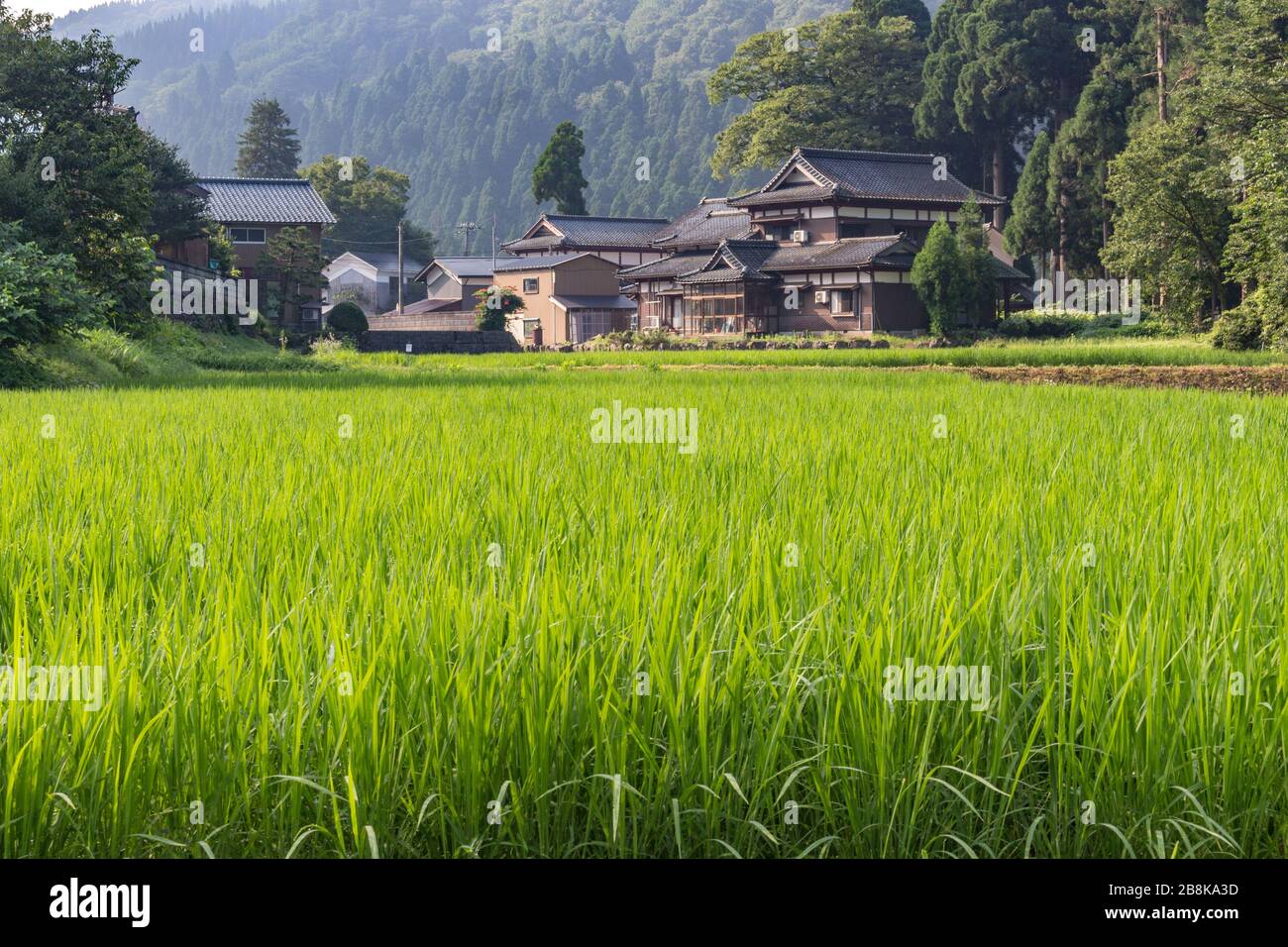Sommerblick auf das Reisfeld, bereit für die Ernte. Präfektur Fukui. Japan. Stockfoto