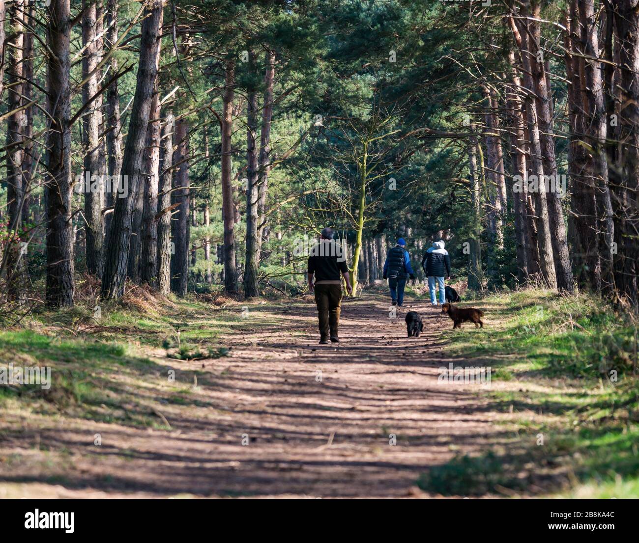 John Muir Country Park, East Lothian, Schottland, Großbritannien. März 2020. Wetter in Großbritannien: Frühlingssonne ermöglicht es den Menschen, die Natur trotz sozialer Distanzierungen zu genießen. Menschen, die Hunde auf einem Fußweg durch die Pinien der Schotten spazieren Stockfoto