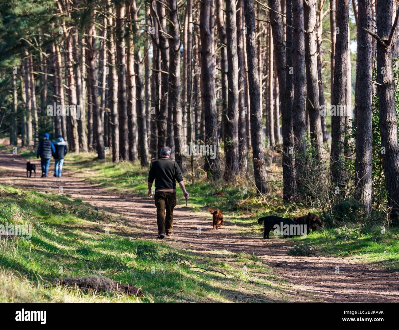 John Muir Country Park, East Lothian, Schottland, Großbritannien. März 2020. Wetter in Großbritannien: Frühlingssonne ermöglicht es den Menschen, die Natur trotz sozialer Distanzierungen zu genießen. Menschen, die Hunde auf einem Fußweg durch die Pinien der Schotten spazieren Stockfoto