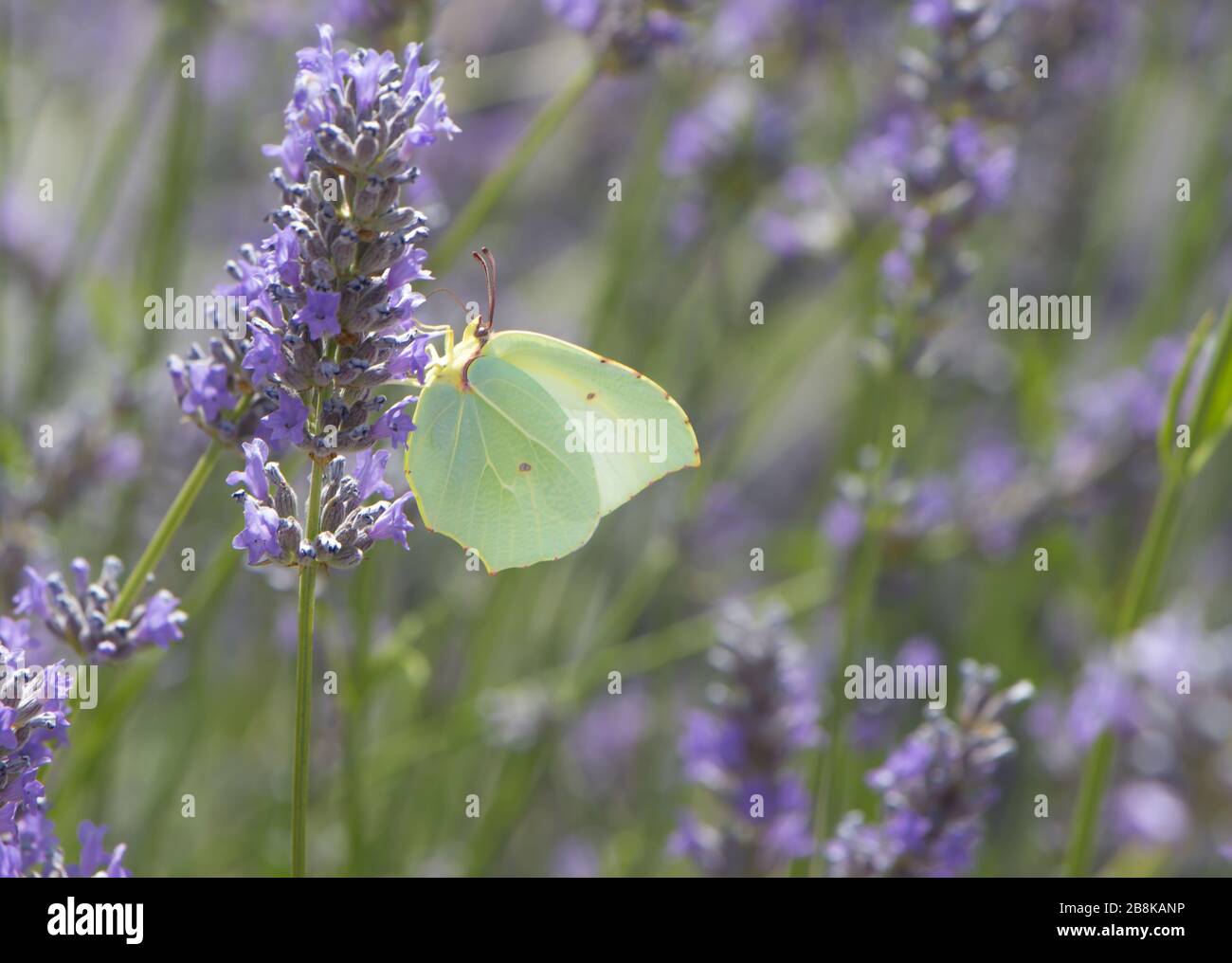 Lavendel mit einem ruhenden Schmetterling Stockfoto