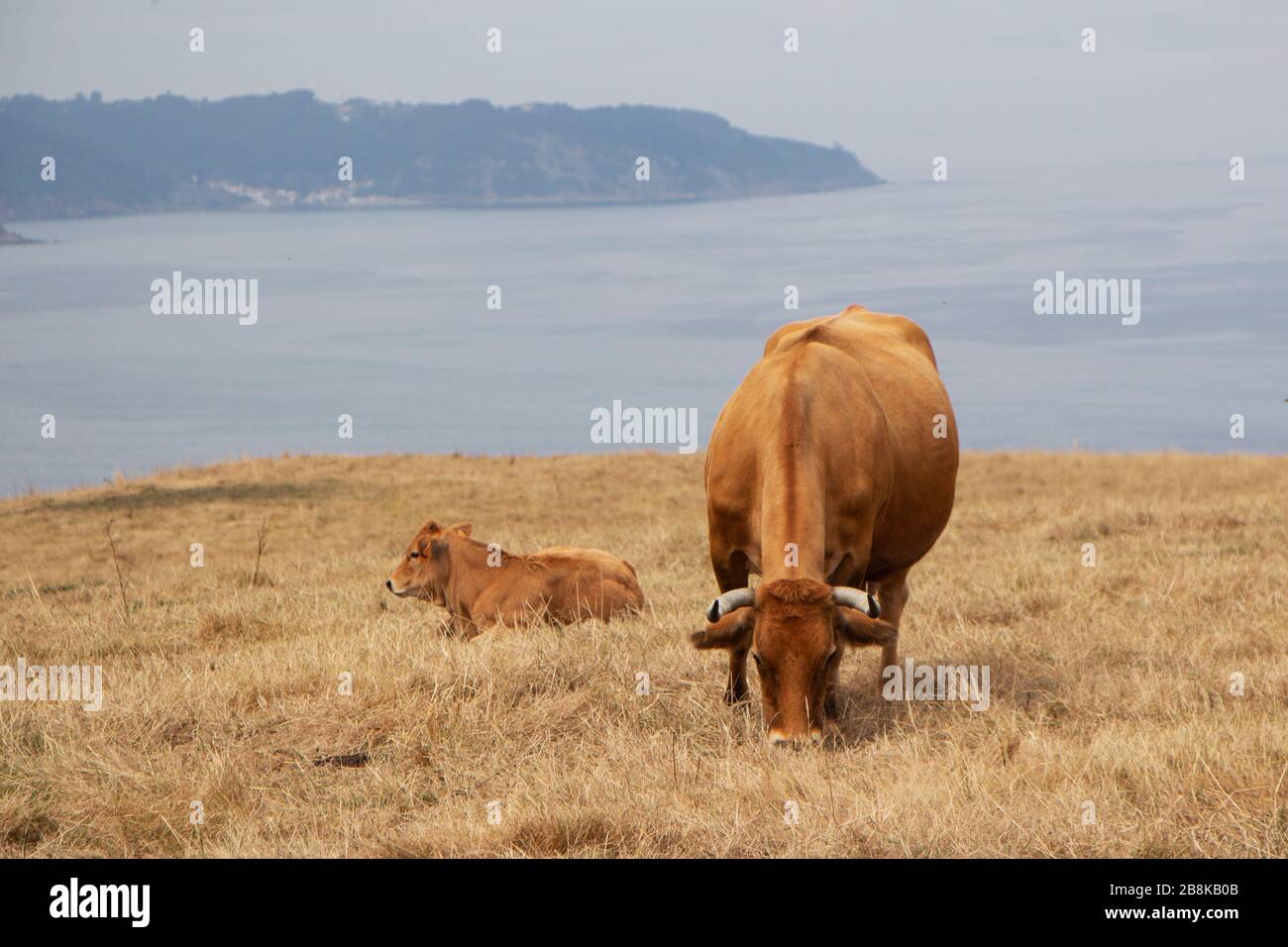 Gruppe von Kühen auf einer Klippe, Meeresgrund Stockfoto