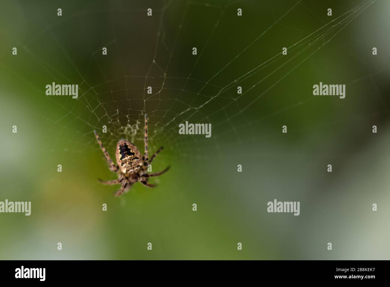 Spinne-Makro Stockfoto