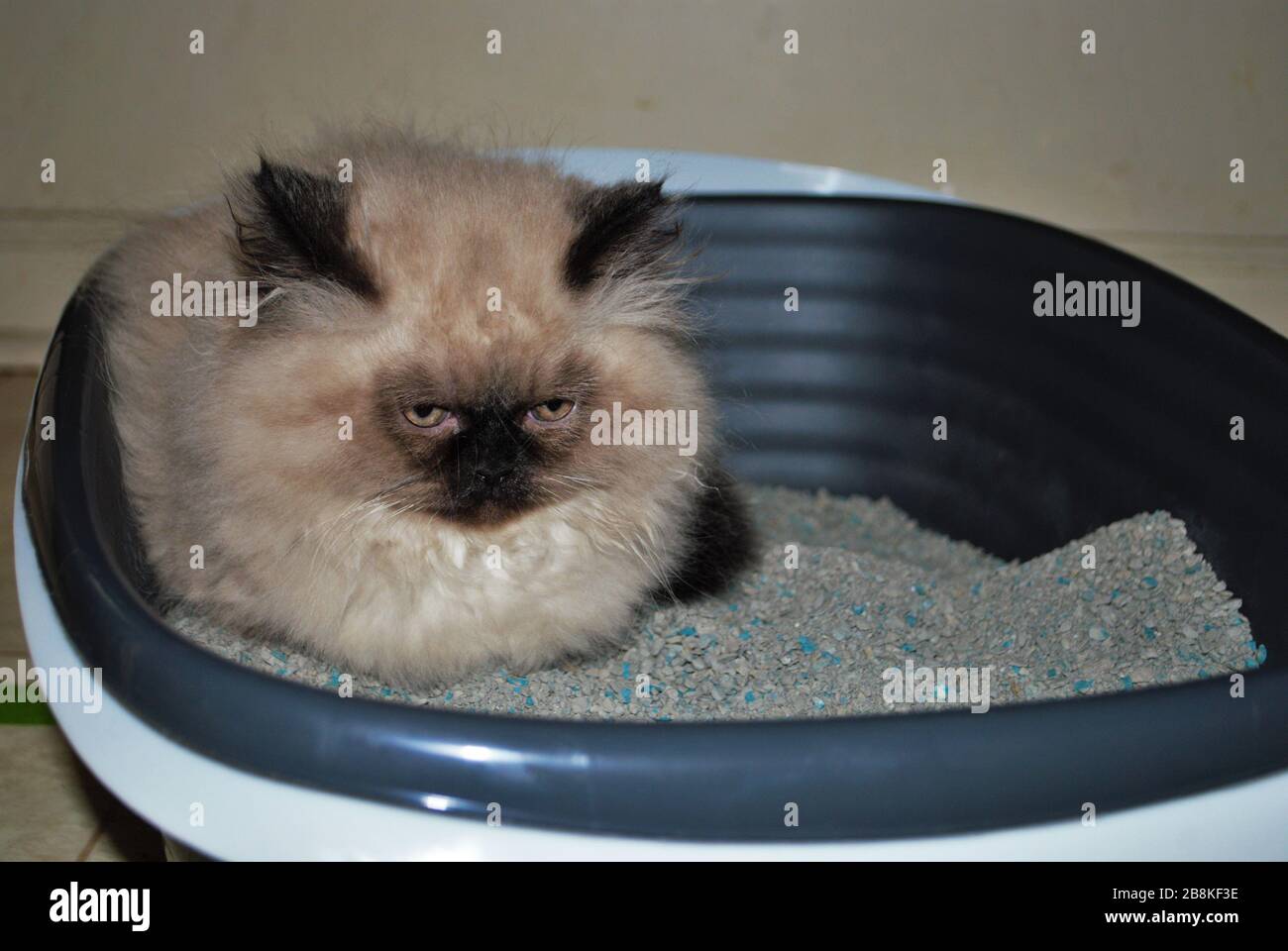 Bittere Hündin im Himalaya-Kätzchen, die wütend in die Ferne schauen, während sie in der Litterbox liegen Stockfoto