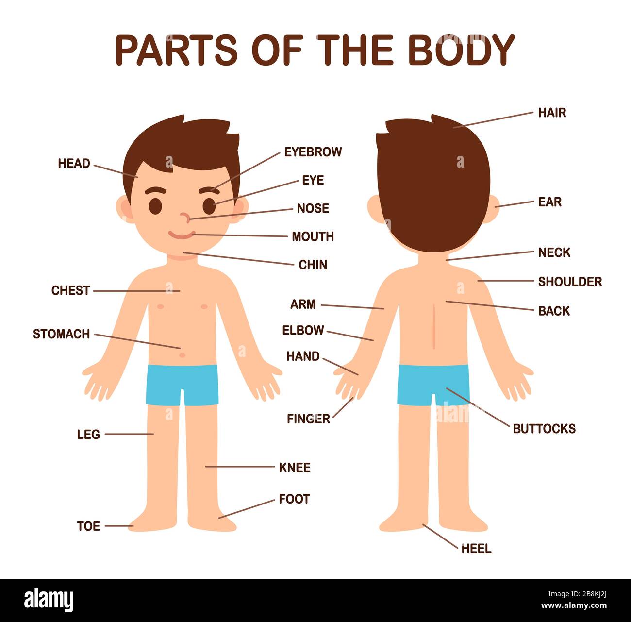 Mein Körper, menschliche Körperteile Diagramm auf niedlichem Cartoon-Jungen. Infografik für Kinder, Wissenschaft oder Sprachunterricht. Beschriftungen auf separaten Ebenen Stock Vektor