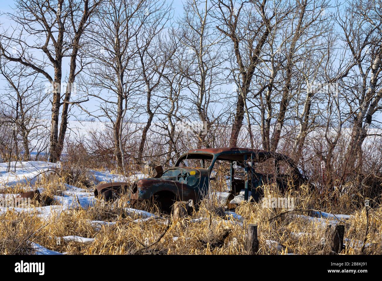 Ein altes Auto, das verlassen wurde und langsam von den Saskatchewan Prärien, die von kahlen Bäumen umgeben sind, in der frühen Frühjahrssaison zurückgewonnen wird Stockfoto