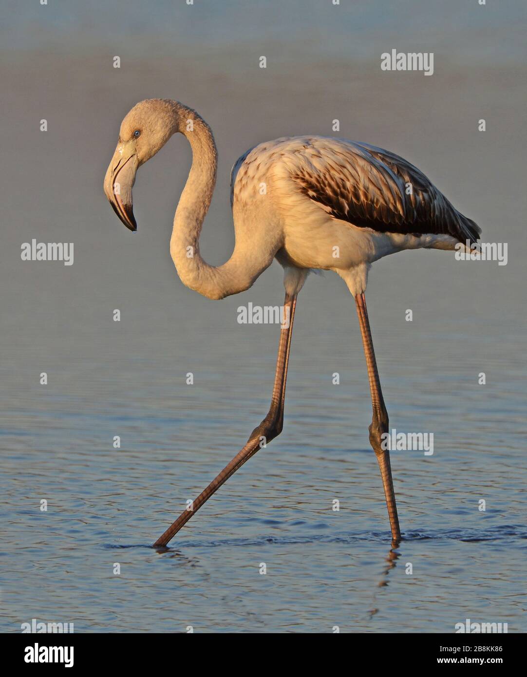 Junger rosafarbener Flamingo, der im See spazieren geht Stockfoto