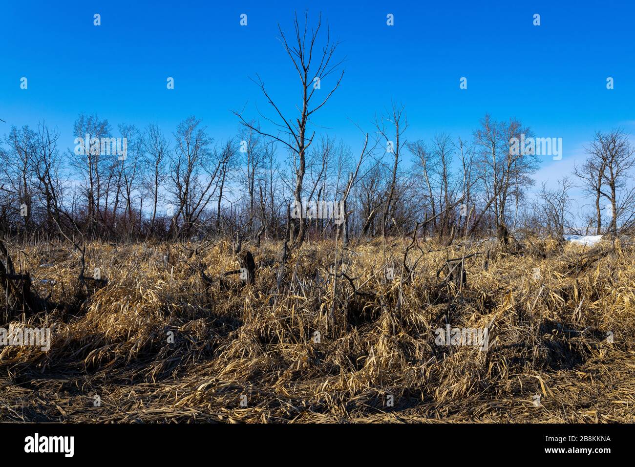 Laubbäume, die aus einem langen Winterschlaf aufwachen, während sie auf die kalten Jahreszeiten warten Stockfoto