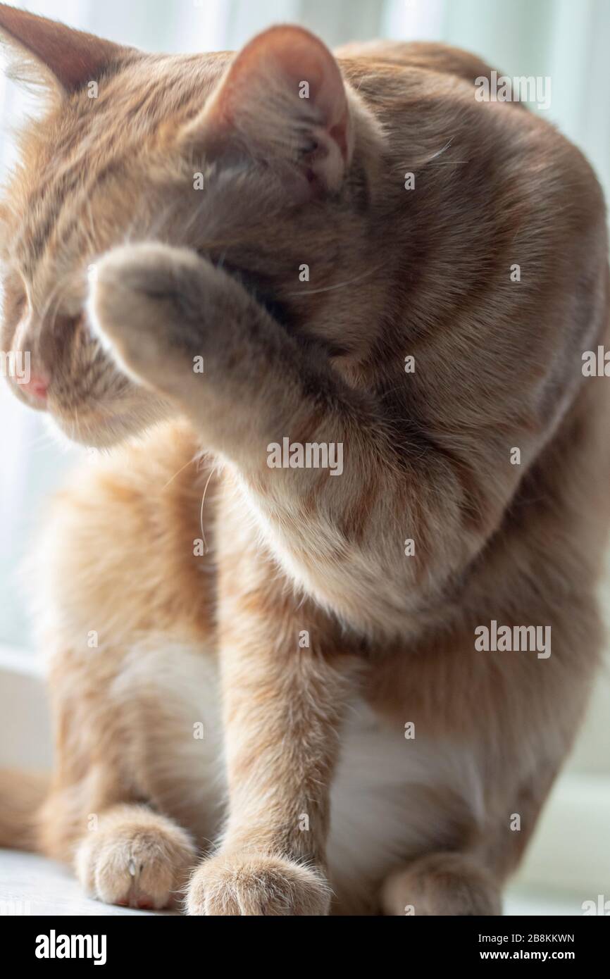 Die junge Hauskatze wäscht sich selbst, vertikales Foto. Stockfoto